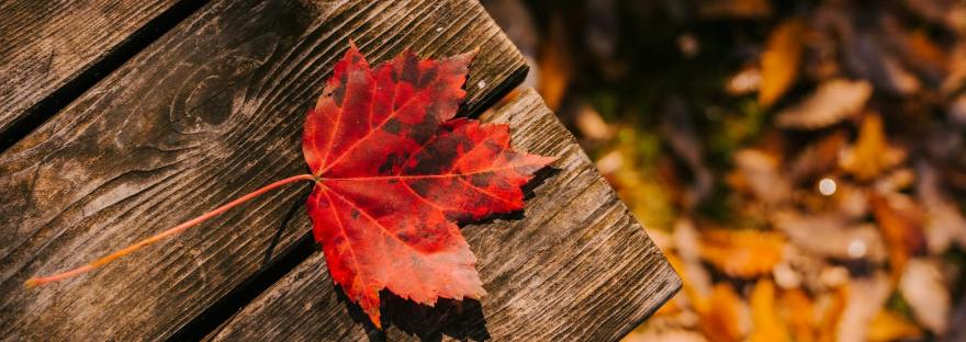 fallen leaf on wooden surface