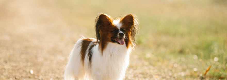 friendly papillon dog on rural roadway in nature