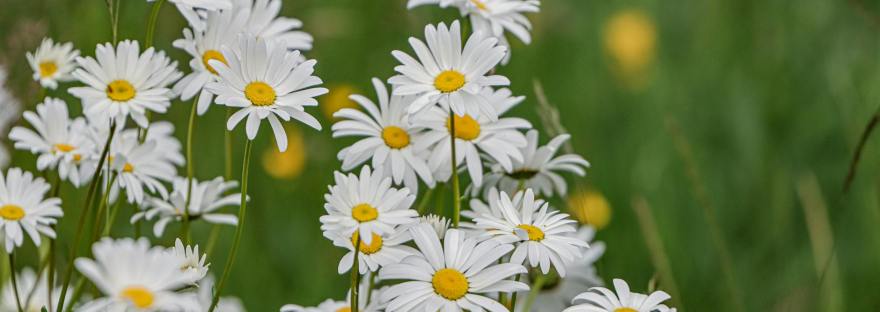 common daisy
