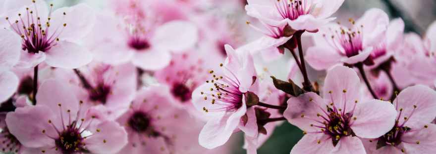 pink petaled flowers closeup photo