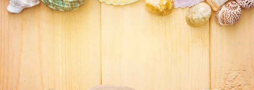 assorted color seashells